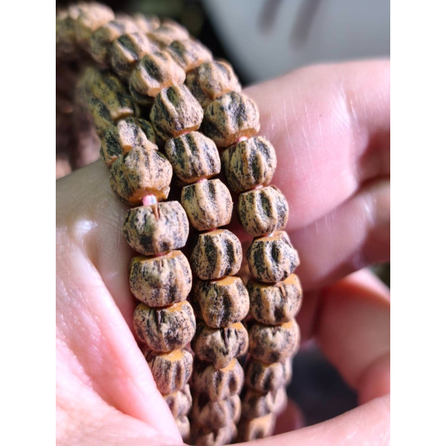 時予鎏藏 超帥 不化骨 ° 熱振超深坑骨脊明顯 紅芽果凍皮 超頭。屏東市現貨 百香籽 頂貨 台灣現貨 劉宇寧 原生態