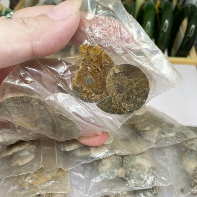 眼緣坊 滿2000元贈品一包 天然 菊石/鸚鵡螺 化石 原始未清洗 （不含銀飾，需系統有帶出在購物車才有)